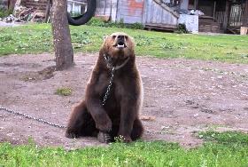 Приручённый медведь в Красноуфимске проснулся на две недели раньше
