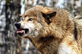 Красноуфимским волкам объявили войну