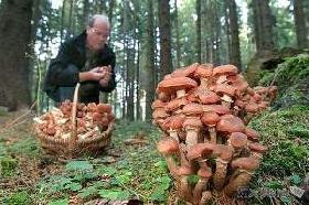 Санврачи рекомендуют беречься от отравления грибами